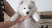 萨摩犬纯不纯种之争（揭开萨摩犬血统的真相，纯种与混种的利弊分析）