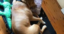 比特犬与小孩相处的和谐之道（以友善与耐心建立比特犬和小孩之间的亲密关系）